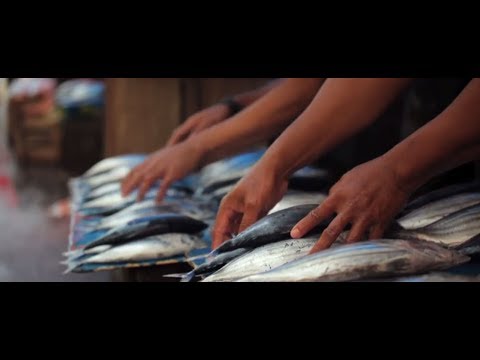 Sustainable Fisheries, 5th theme of the 2017 #OurOcean conference