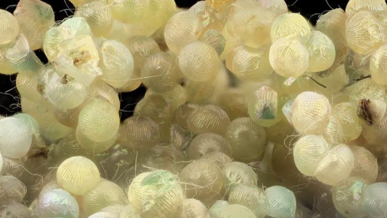 Best Practices for Fall Armyworm Management in Africa