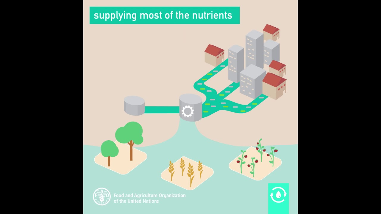 Wastewater can act as an alternative to fertilizers