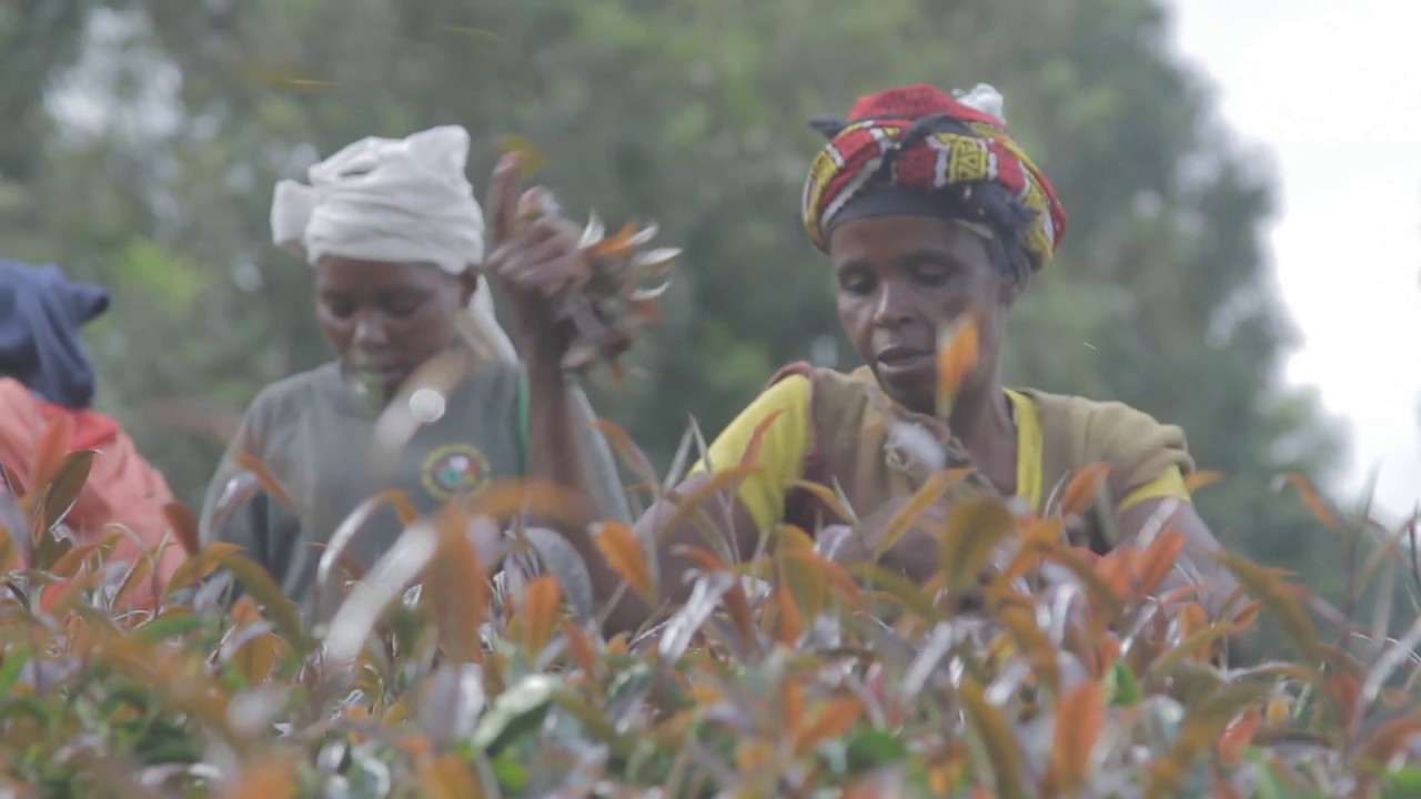 Ever heard of purple tea? Following regulatory changes in  #…