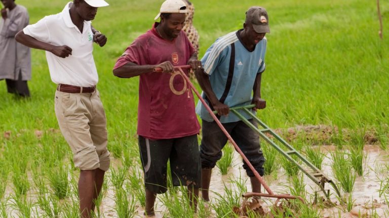 Promotion of Efficient Rice Farming Practices and Value Chains in Sub-S…
