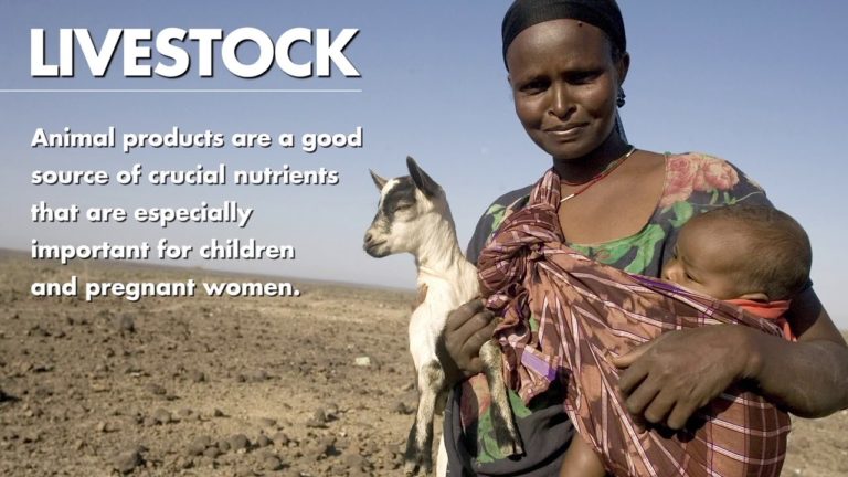 Livestock are linked to livelihoods all over the world