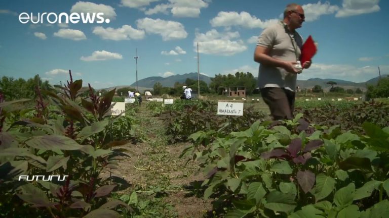 Quinoa, amaranth: Ancient grains hold promising future – Futuris