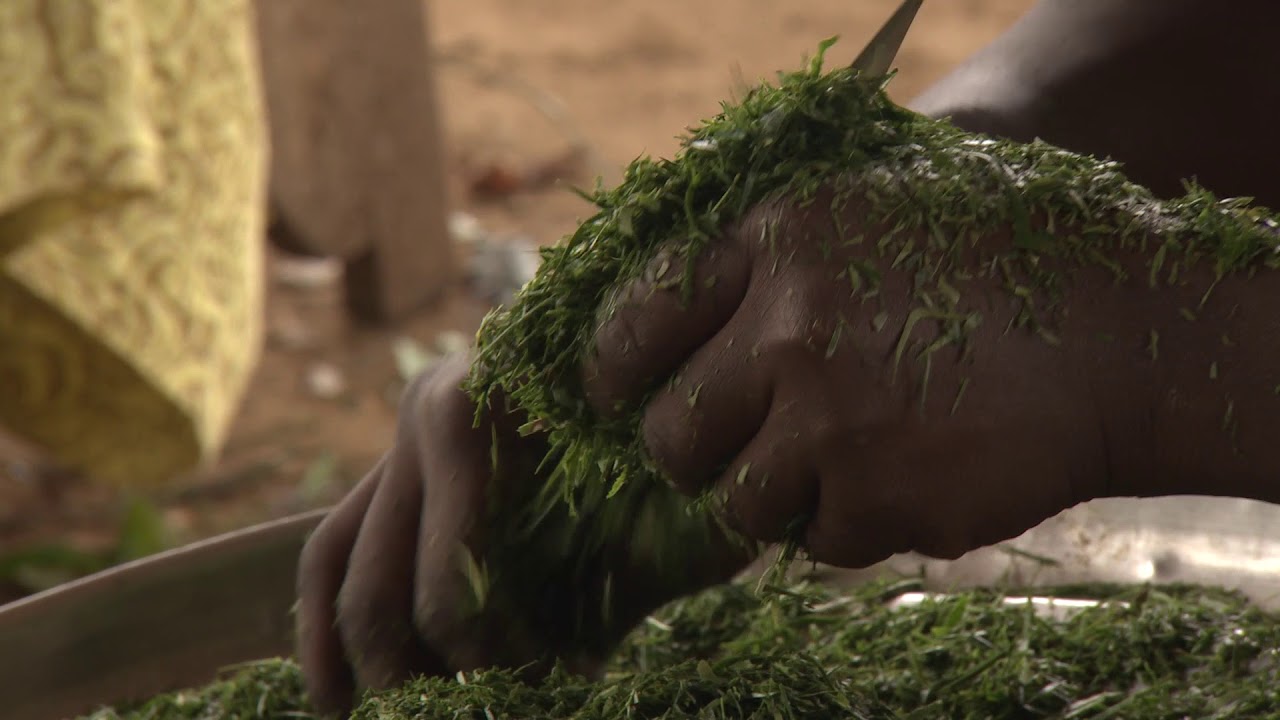 Sustainable Forestry for Food Security and Nutrition