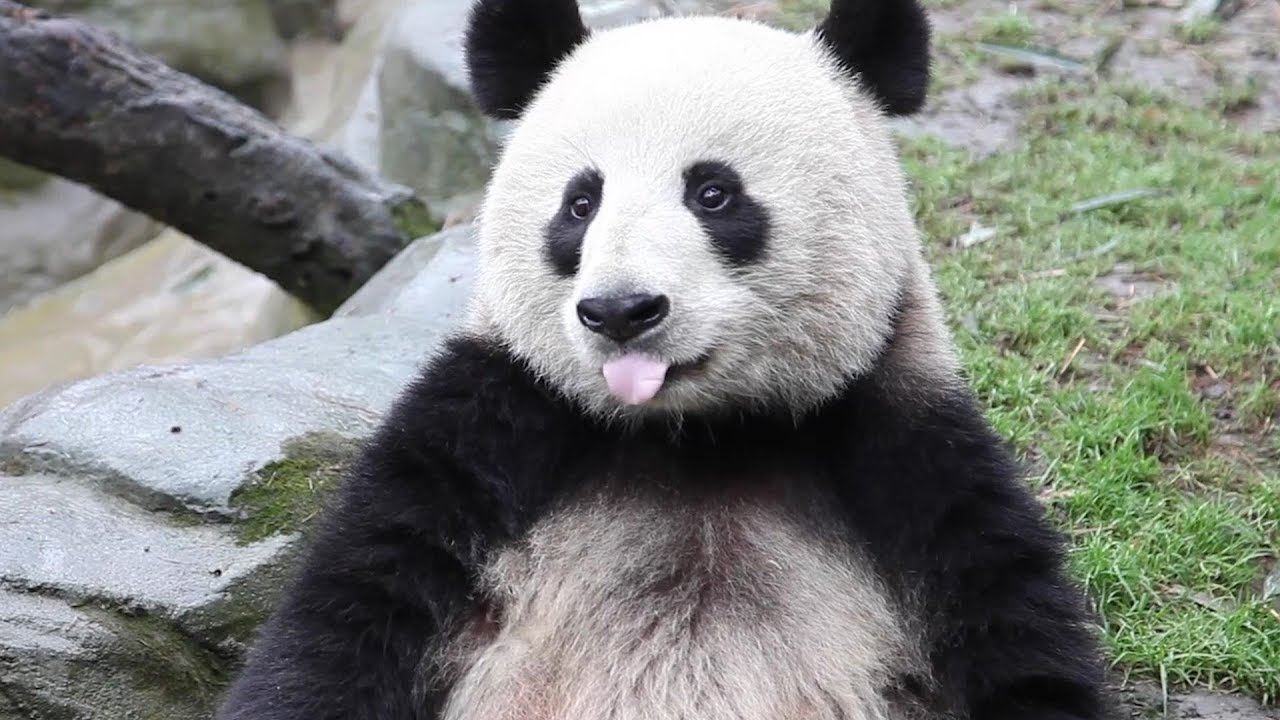 UNDP Panda Ambassadors for SDGs