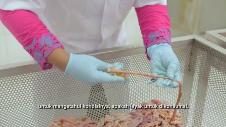 Proses Produksi daging ayam yang Aman, Sehat Utuh dan Halal