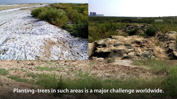 Can an afforestation project provide additional incomes and …