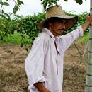 Commercial Reforestation Potential in Colombia | Program on Forests