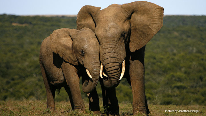 Elephants are calling for help: Will you answer?