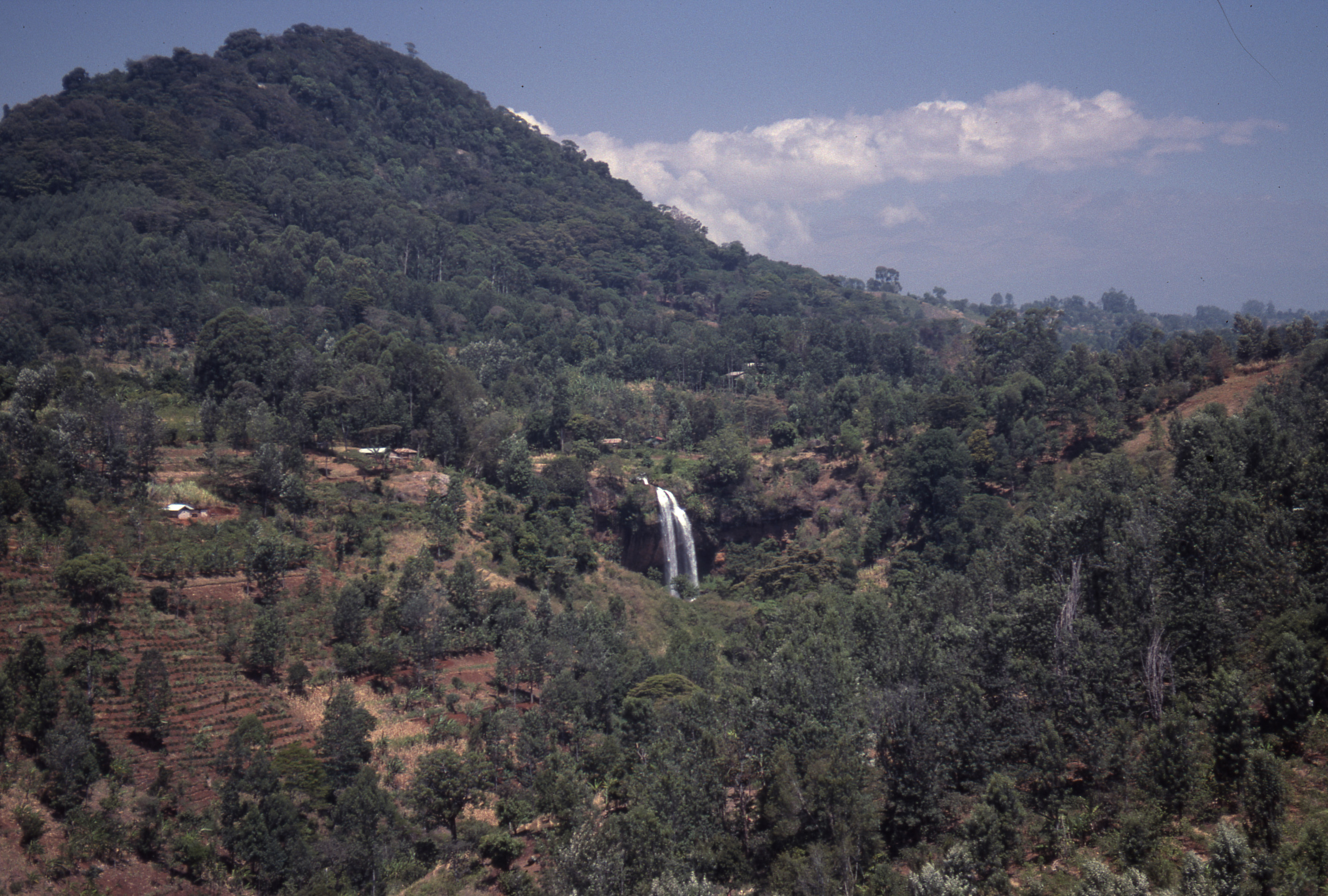 Forest-smart strategies are taking off