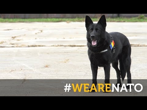 The Romanian rescue dog and his handler – #WeAreNATO