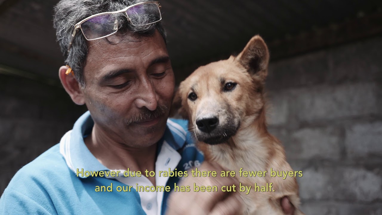 Controlling Rabies in Bali: Protecting Lives and Livelihood