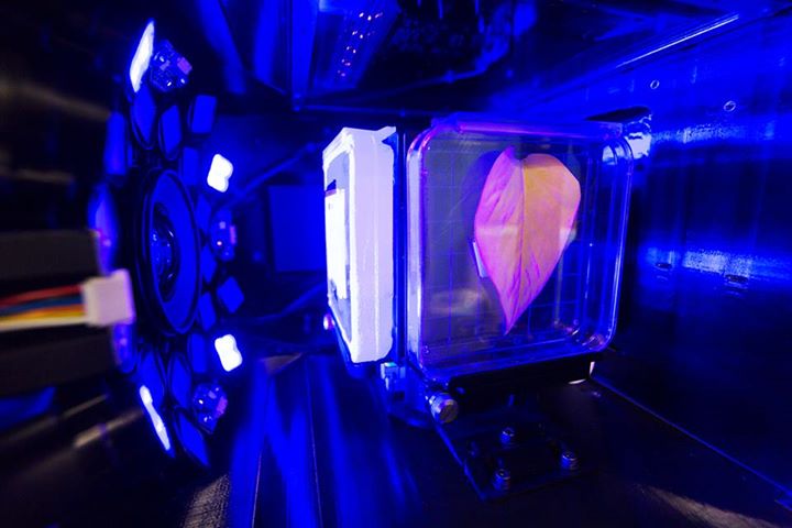 Are some organisms better suited to thrive in microgravity? …