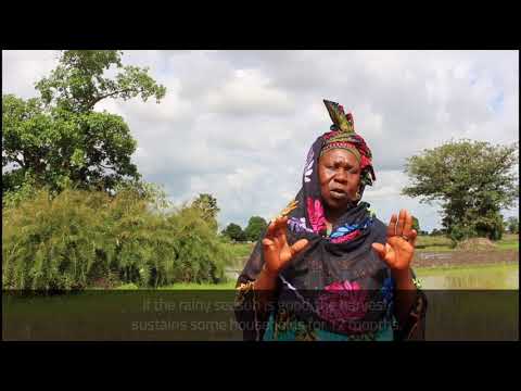 Voices from the field, Gambia (3)