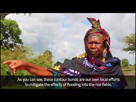 Voices from the field, Gambia (4)