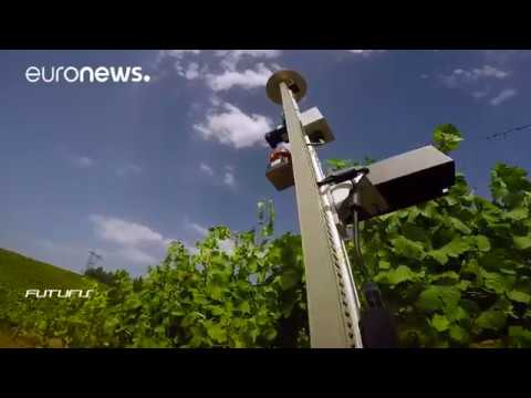 European winegrowers turn to robots to increase competitiveness – Futu…