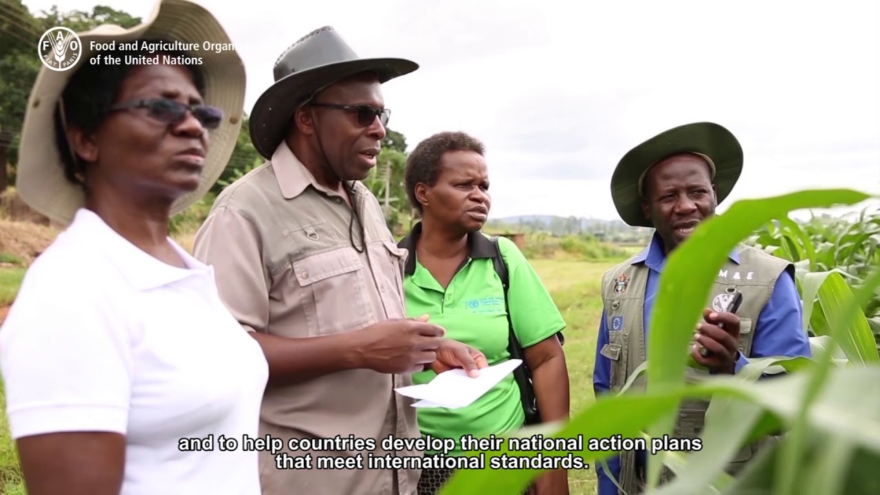 FAO is helping to combat antimicrobial resistance