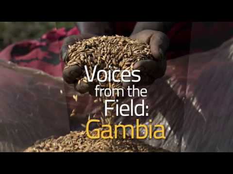 Voices from the field, Gambia. “What are the impacts of climate change …