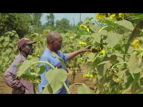 Farming with Conservation Agriculture in Kenya