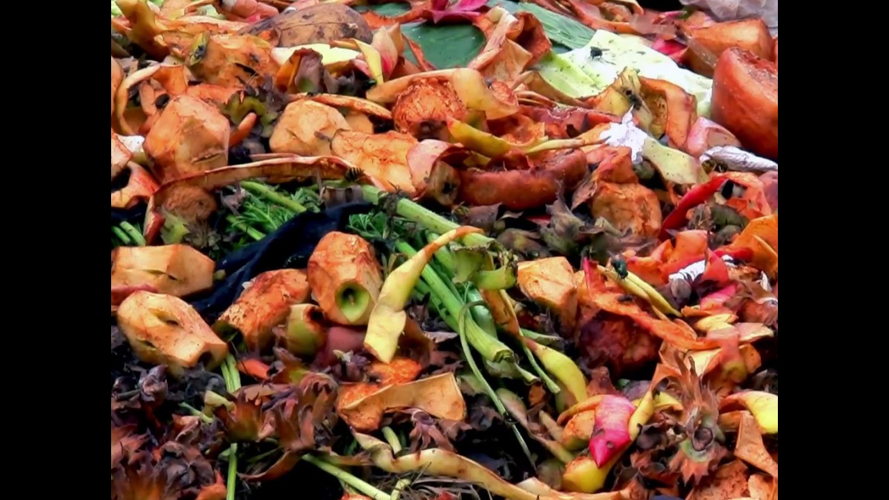 Reduce your food waste to help protect our planet