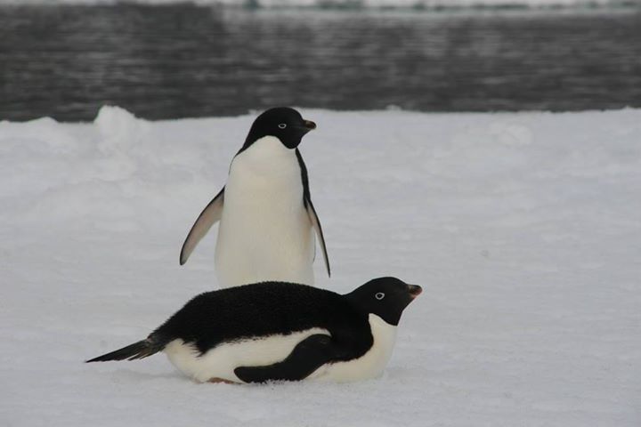 Penguins are arguably the most iconic and well-loved of the …