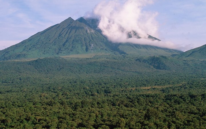 To study the massive distribution of carbon stored in Congo …
