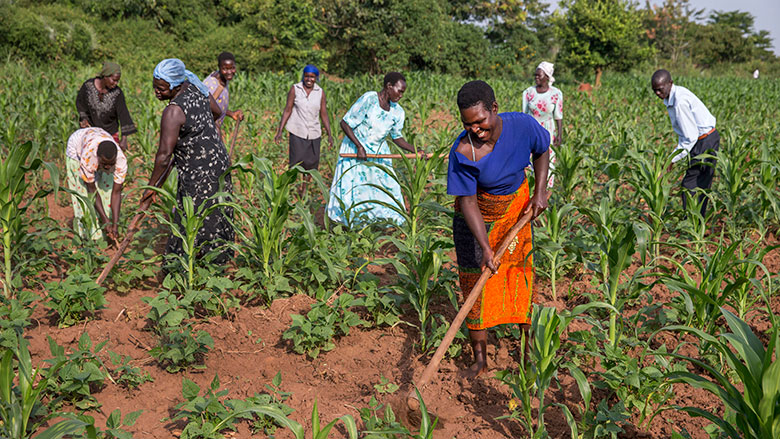 Calling African policymakers: our economic future must be powered by our farms
