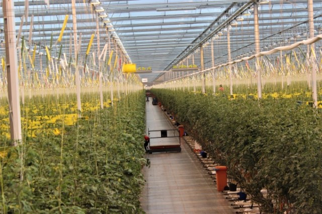 From potato eaters to world leaders in agriculture