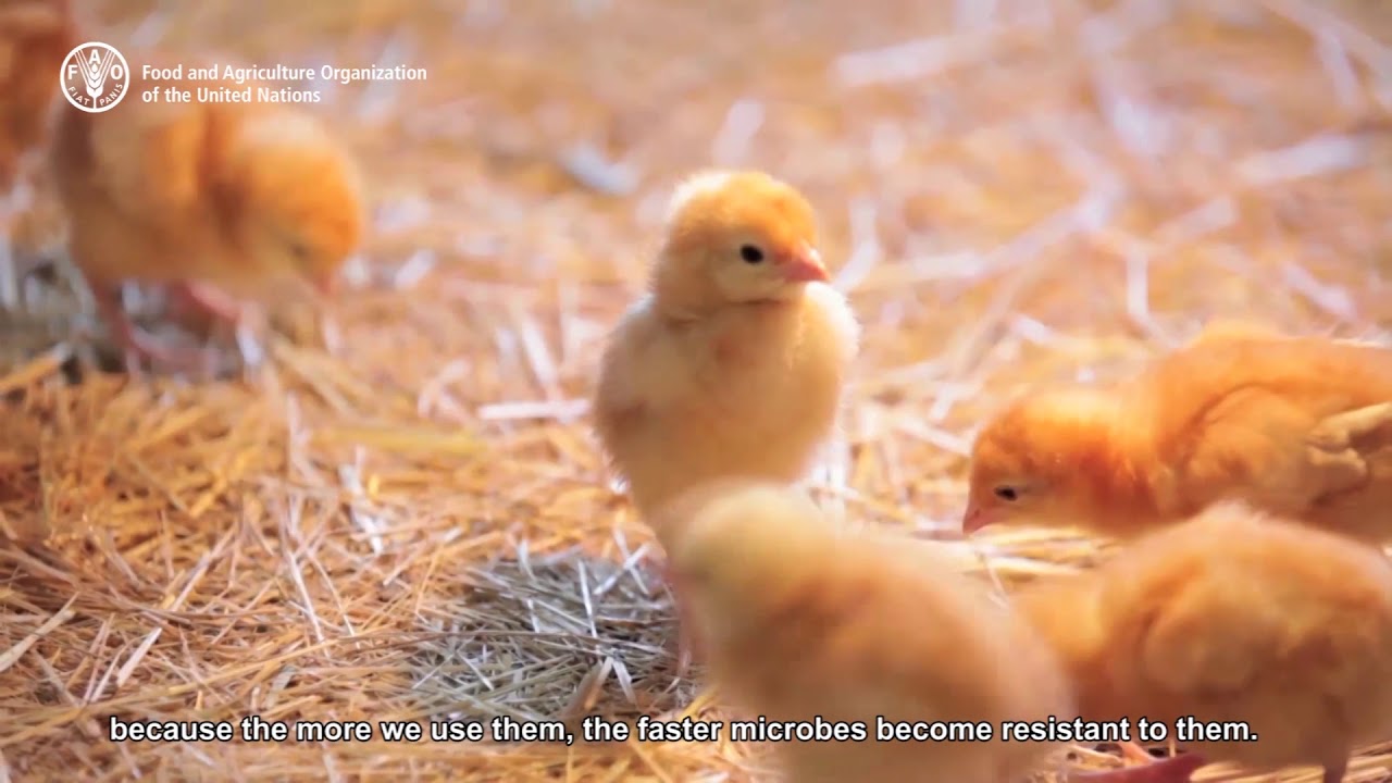 Farmers and food producers can help combat antimicrobial resistance