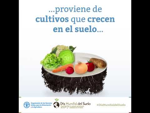 Nuestra capacidad de producir alimentos depende de unos suelos sanos