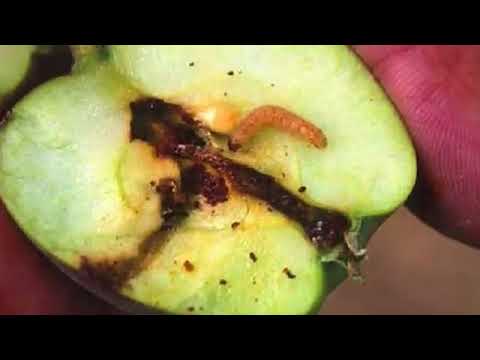 Pest Risk Analysis and Domestic Agriculture (Russian)