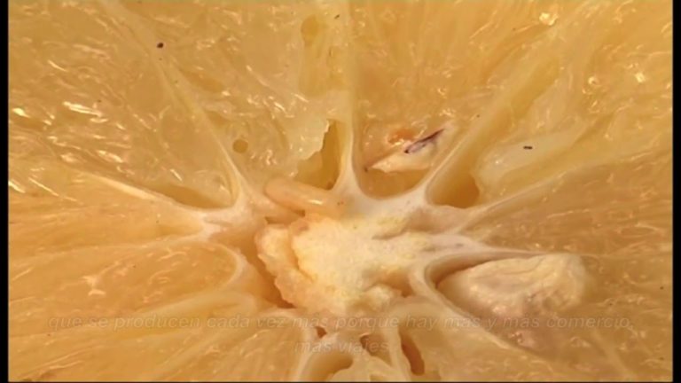 International Plant Protection Convention, 60th anniversary (Spanish)