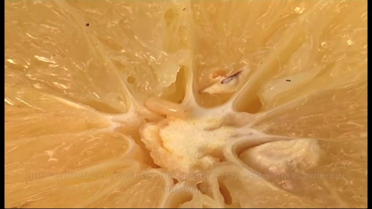 International Plant Protection Convention, 60th anniversary (Spanish)