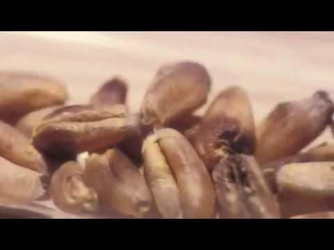 Pest Risk Analysis and Safe Trade (Russian)