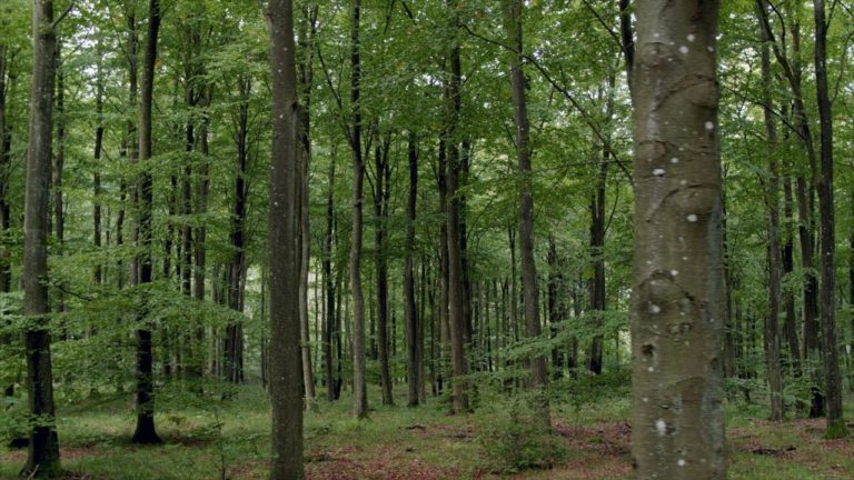 Planting Better Forests for a Changing Future