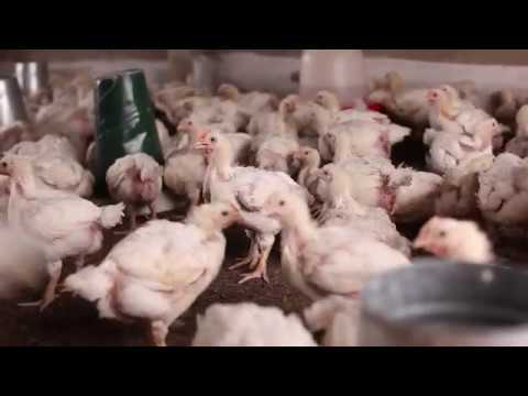 Yapasa – Creating decent work for rural youth