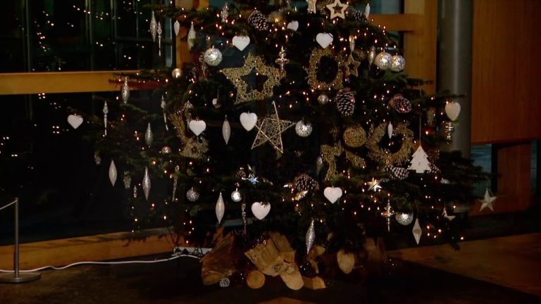 Scottish Parliament Christmas tree put in place