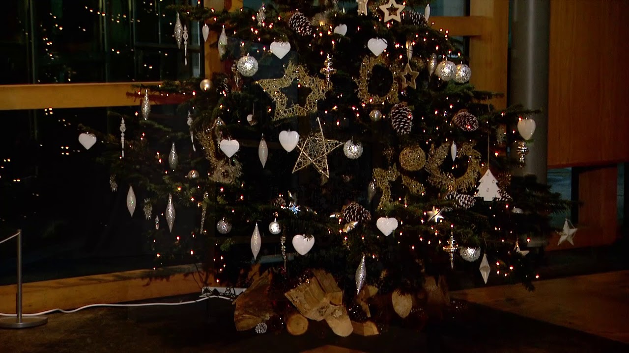 Scottish Parliament Christmas tree put in place