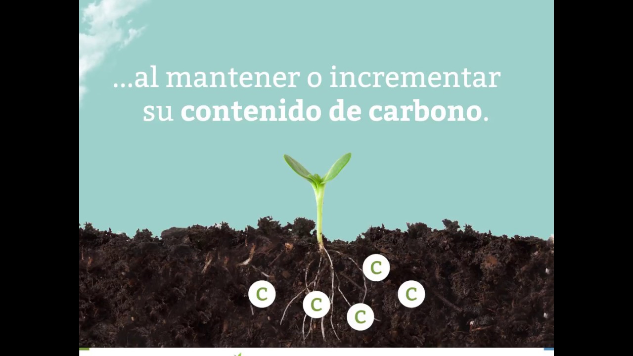 Los suelos sanos son nuestros aliados silenciosos en la lucha contra el…