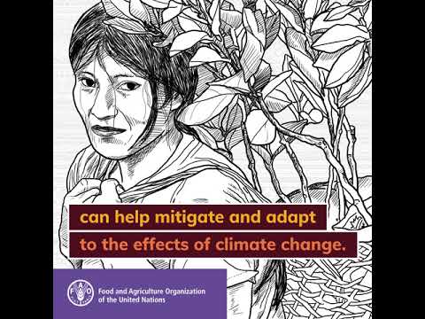 Indigenous women are guardians of ancestral knowledge that protects our…