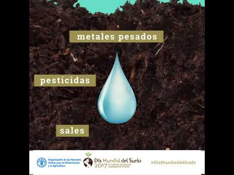 Los suelos proporcionan agua limpia