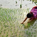 Climate-smart agriculture is “common-sense agriculture”