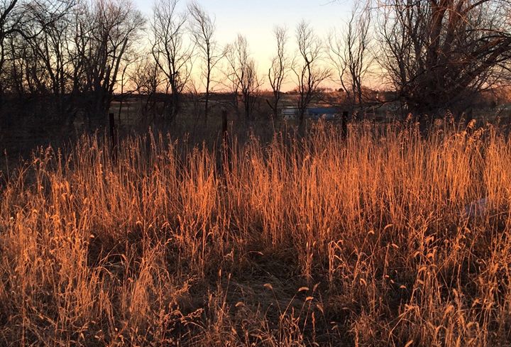 Our scientists uncovered a wildfire paradox: a wet winter co…