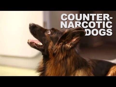 Counter-narcotics training for dog handlers