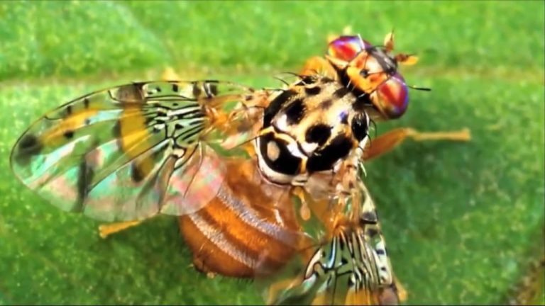 International Plant Protection Convention, 60th anniversary (IPPC)