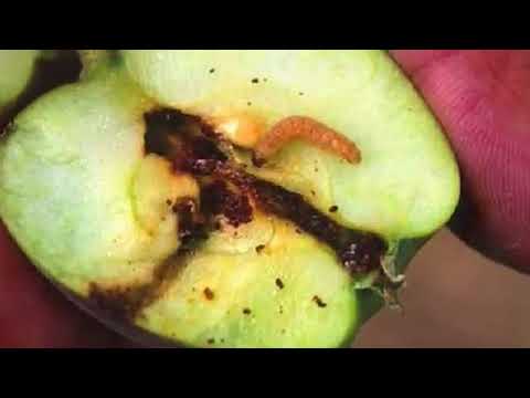 Pest Risk Analysis and Domestic Agriculture (Spanish)