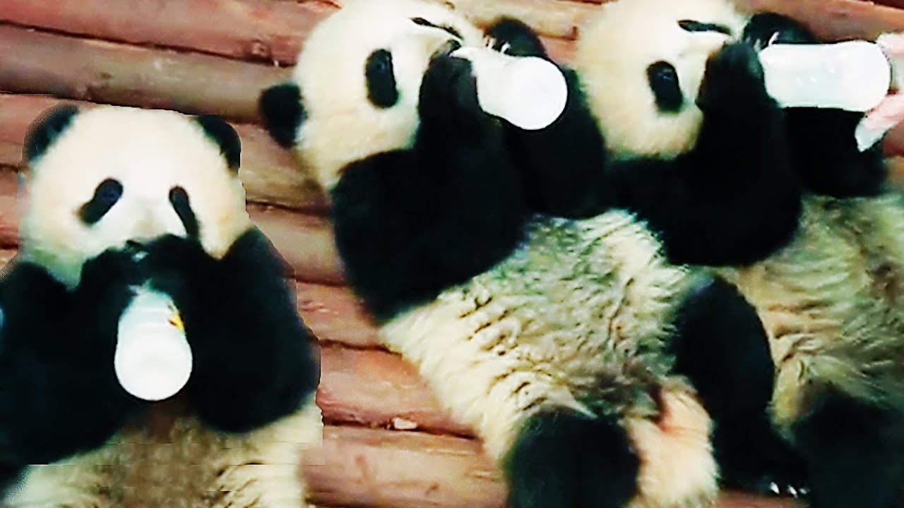 PANDAS Trailer (2018)