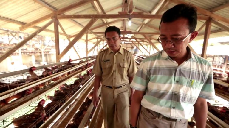 Testimoni Peternak tentang Biosekuriti 3 Zona