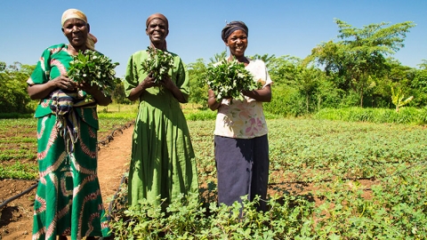 Climate-smart agriculture: Lessons from Africa, for the World