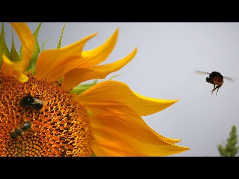 Saving Europe’s bees